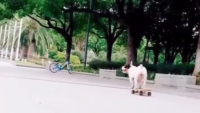 BULLDOG CARRY SKATEBOARD TO PLAY IN THE STREET.mp4