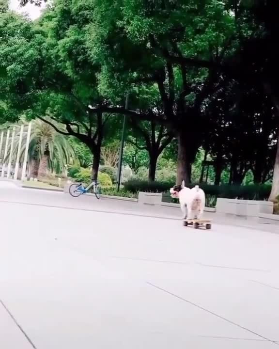 BULLDOG CARRY SKATEBOARD TO PLAY IN THE STREET.mp4