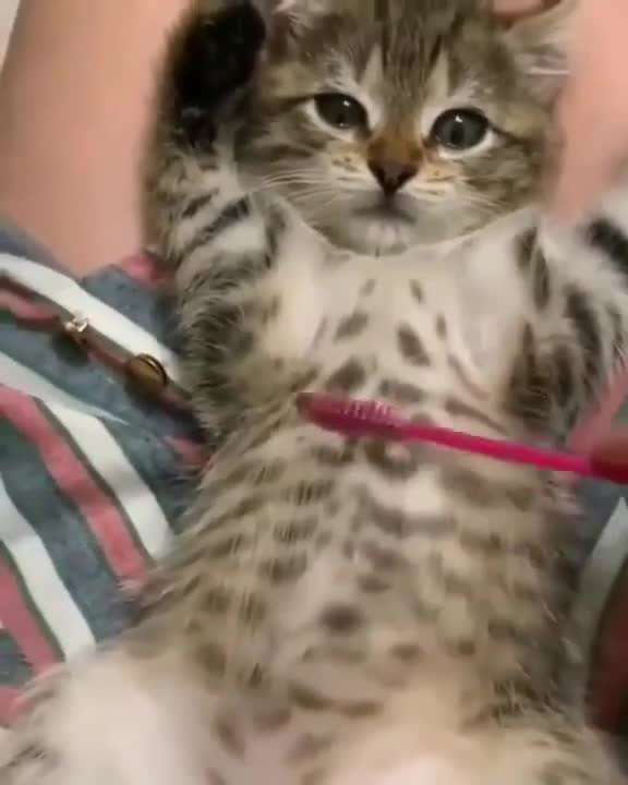 Feeling relaxed - Cute Pets