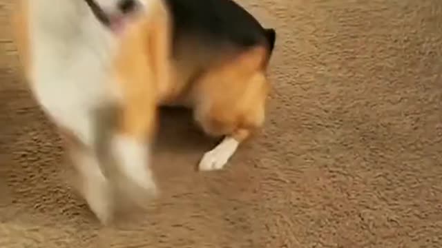 The favorite part of the dog to be touched