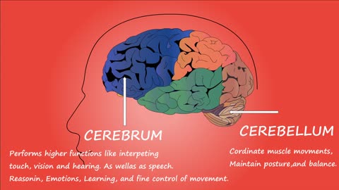 Brain optimization