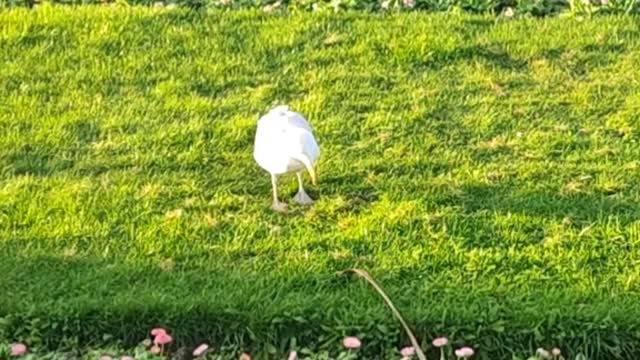 Pigeons & seagull in Eastbourne