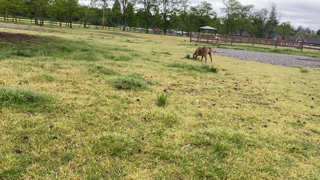 German Shepherd Attacks Pitbull [OFF LEASH DOG PARK] Part 1