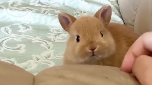 Come and have a look, this is a group of cute little animals