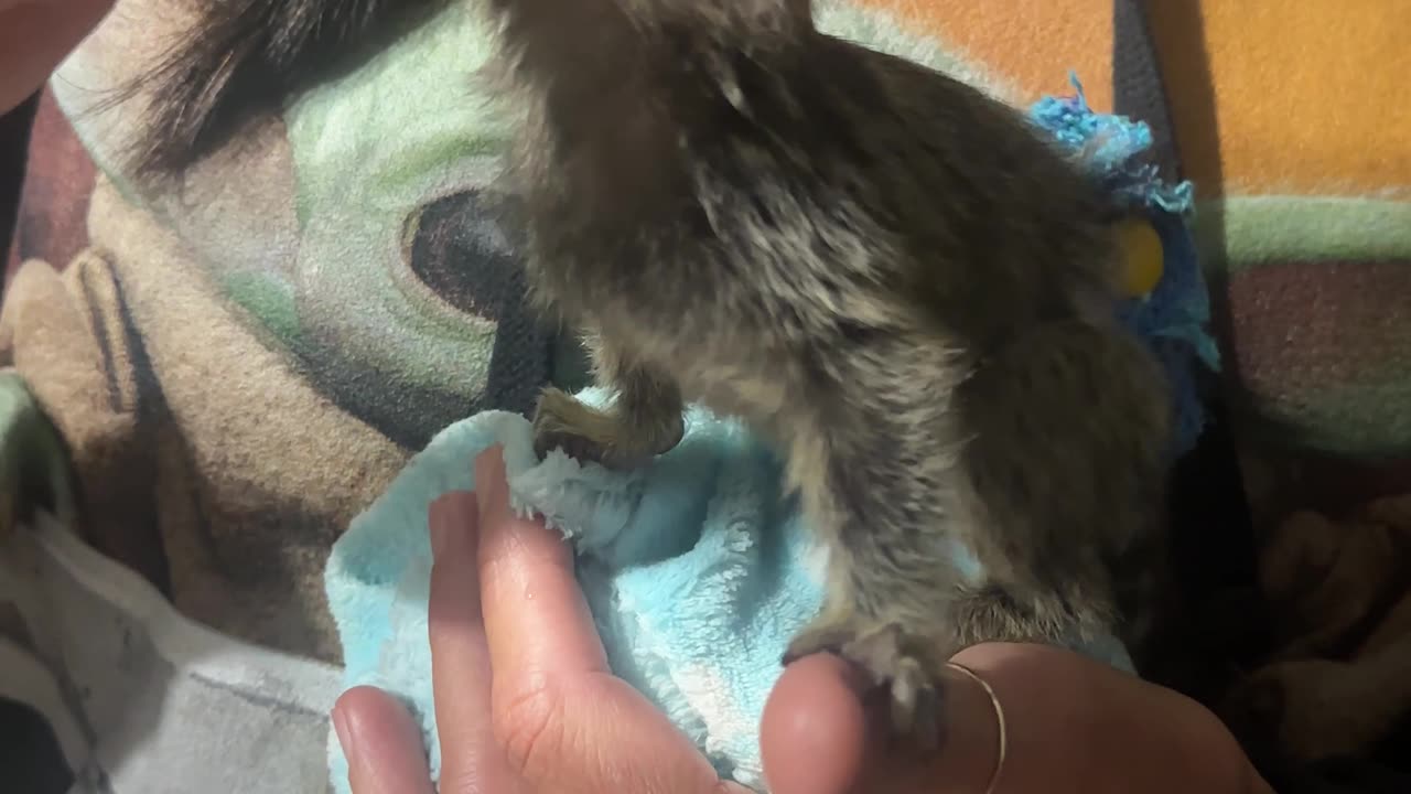 Baby Marmoset Drinking his Bottle