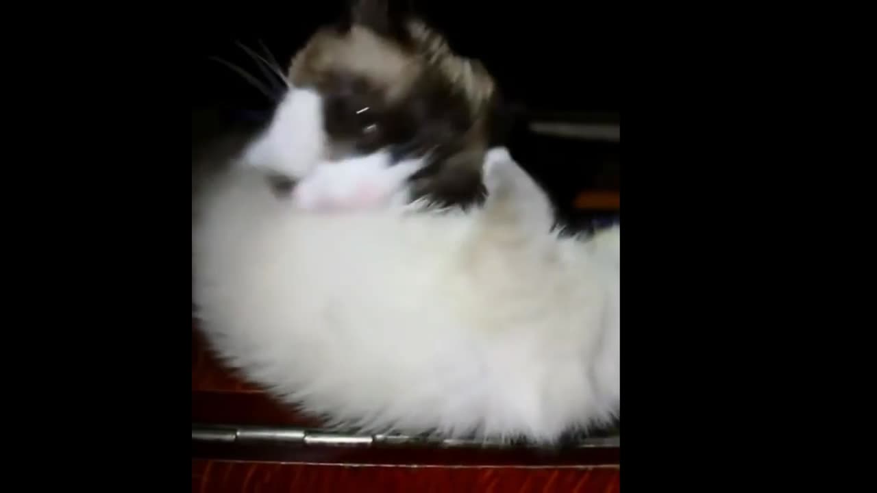 funny cat video 😹😹😹