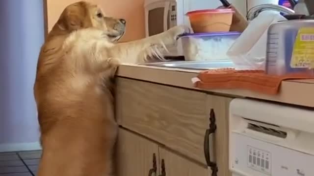 WATCH TIL the END😱🐶 #dog #funny #video #creative #jordikoalitic