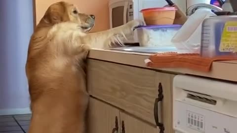 WATCH TIL the END😱🐶 #dog #funny #video #creative #jordikoalitic