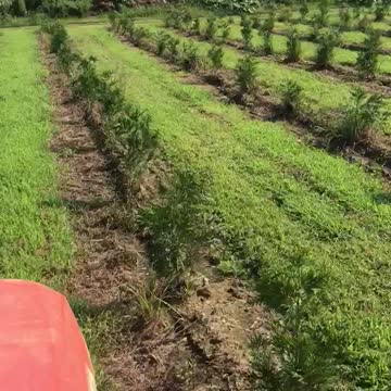 Our most popular evergreen. We plant thousands of green giants