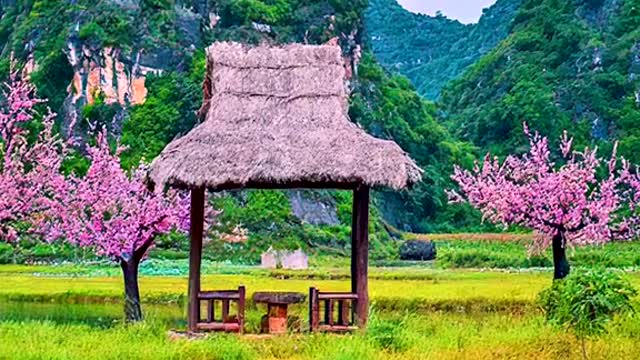 Peach blossom # scenery # spring