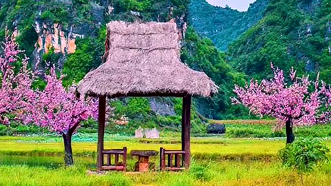 Peach blossom # scenery # spring