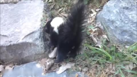 Skunk Spray Compilation