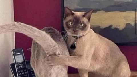 funny cats and dogs videos 😂 try not to laugh 🐶😹 2024