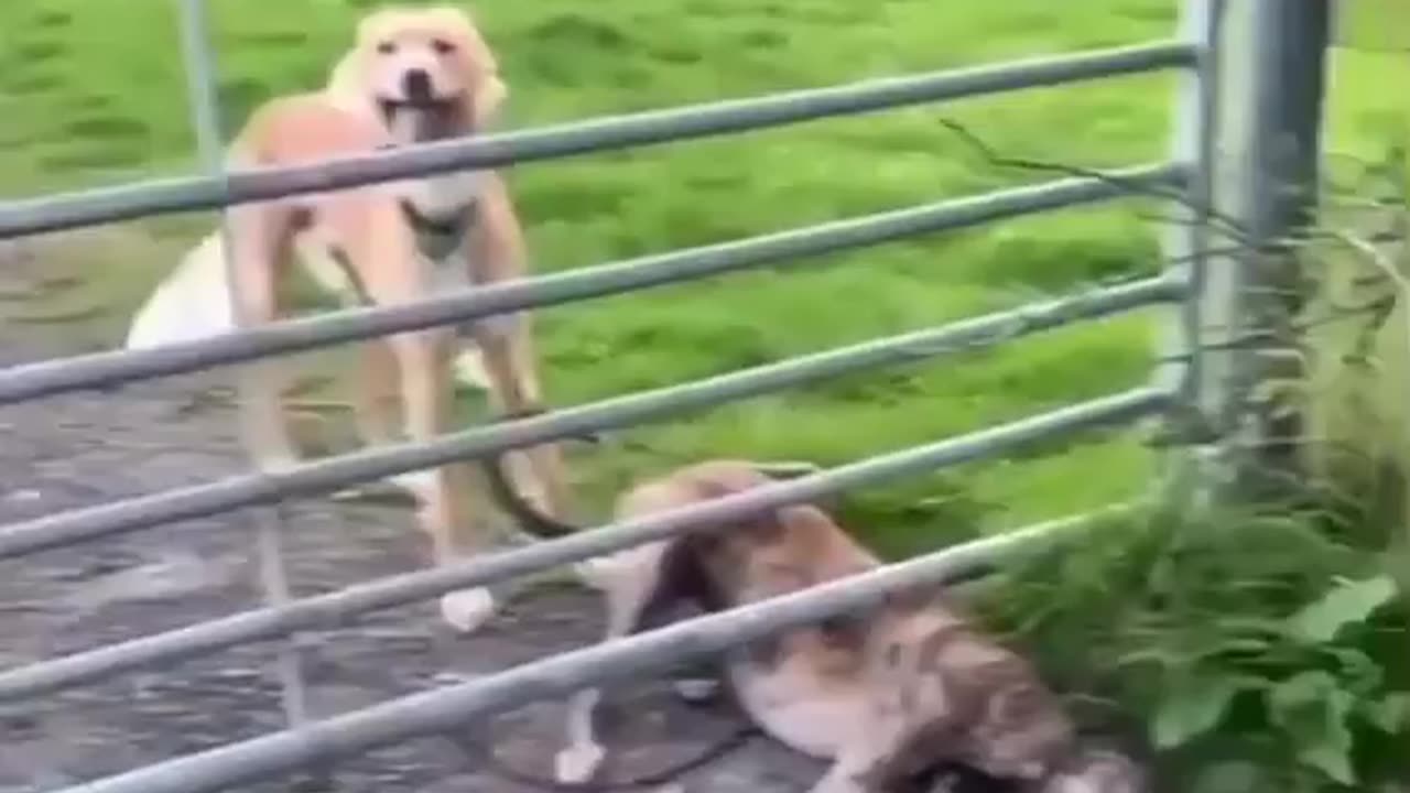 This dog jumps way too high