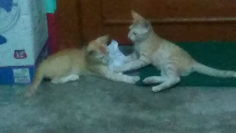 CAT BROTHERS PLAYING JOYFULLY WITH CARRY BAG