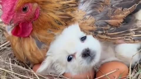 SO CUTE a chicken warms up a cold puppy MUST WATCH