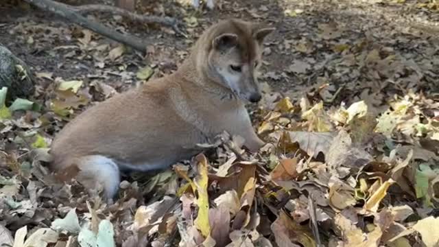 Fall weather mean Fall Fun for the animals