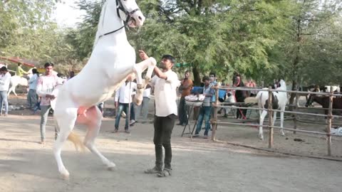 Horse dancing is beautiful