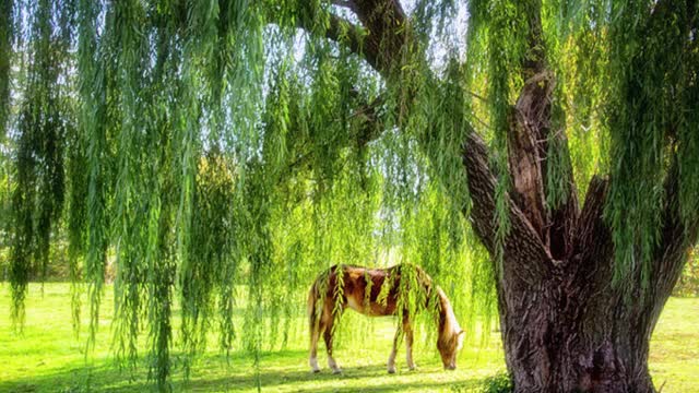 This Old Tree - A music video