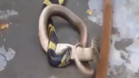 snake eat snake, fight for stomach