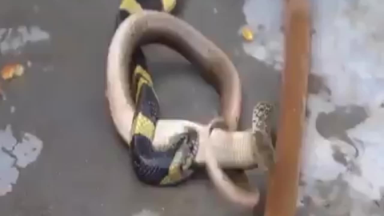snake eat snake, fight for stomach