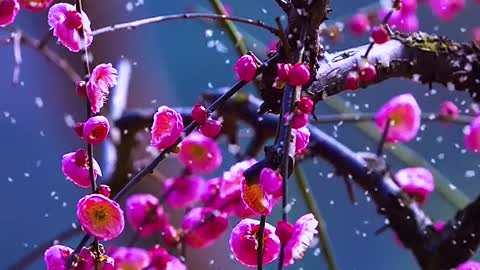 Plum trees are originally immortals
