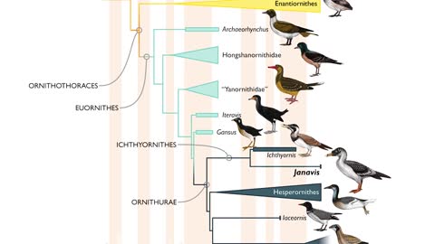 Janavis_ new species of toothed bird from the Age of Dinosaurs