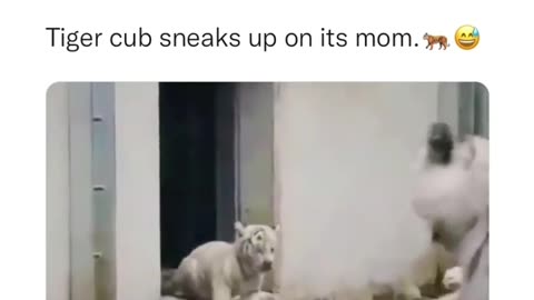 Baby tiger playing prank on momma tiger!