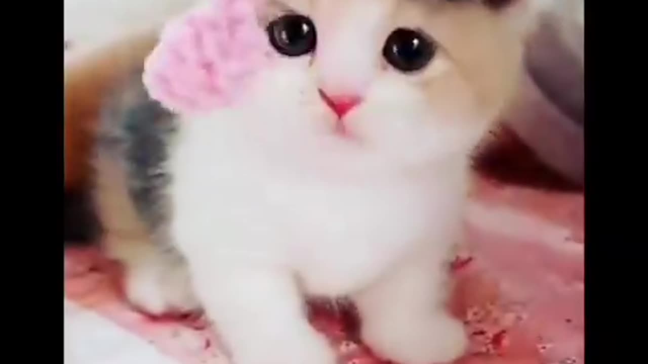 Cute and lovely cats are playing