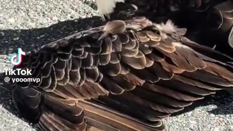 Dude rescues bald eagle in Tampa Florida.