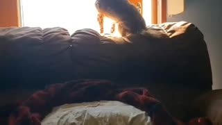 Yorkie Howls!