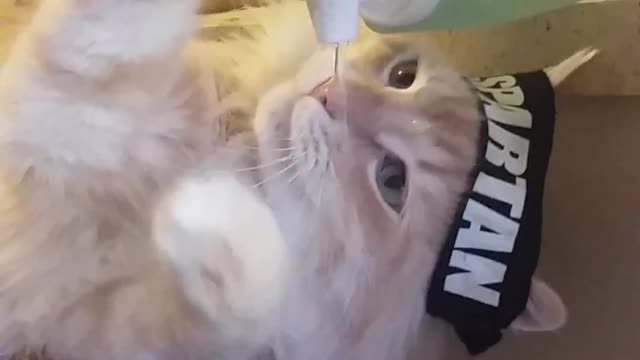 Smart Cat drinks from water cooler