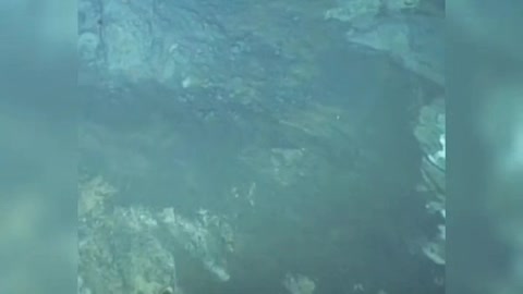 Newly Filmed Creature Caught in rare Deep Ocean Video Footage