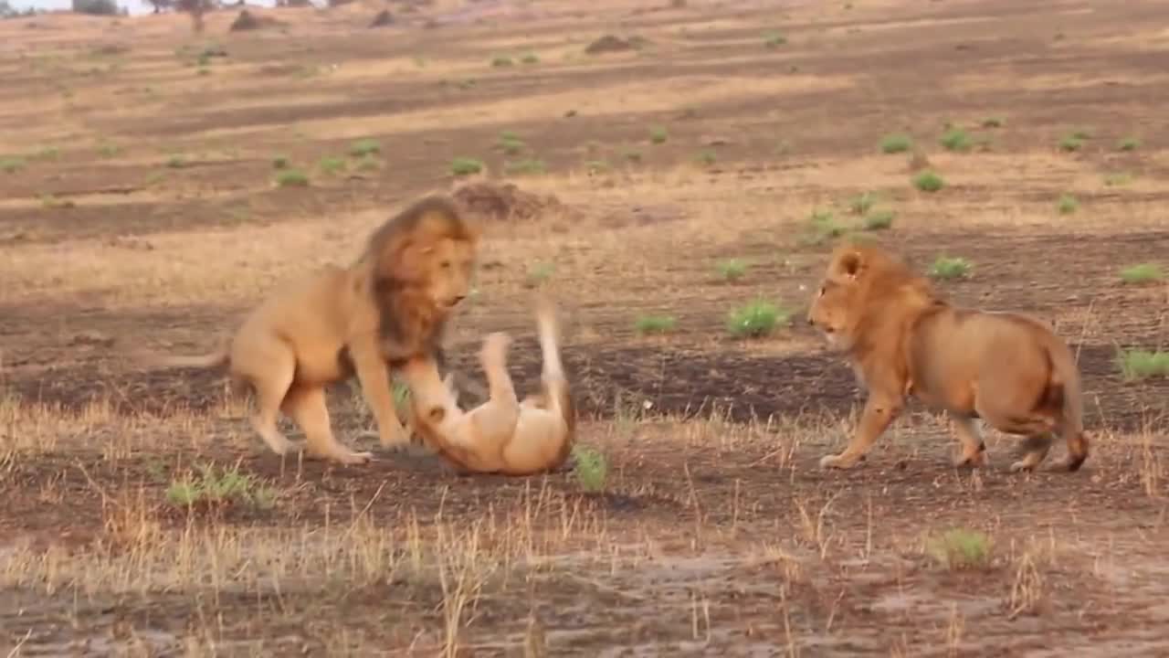 Lion fight