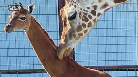 The birth of the world's only immaculate giraffe in America @InterestingStranger