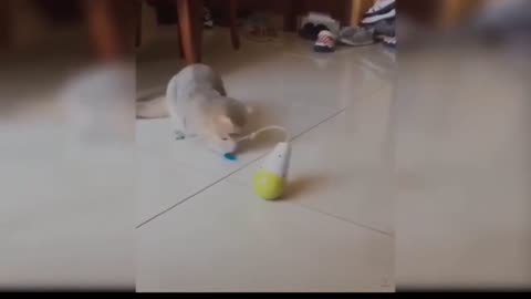 funny cat video