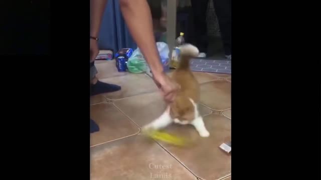 Adorable Cat Playing With Its Owner - MUST WATCH!