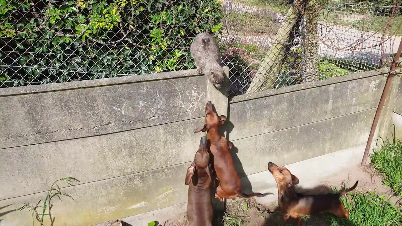 Three Puppies Argue With a Cape Hyrax as They Shout at Each Other