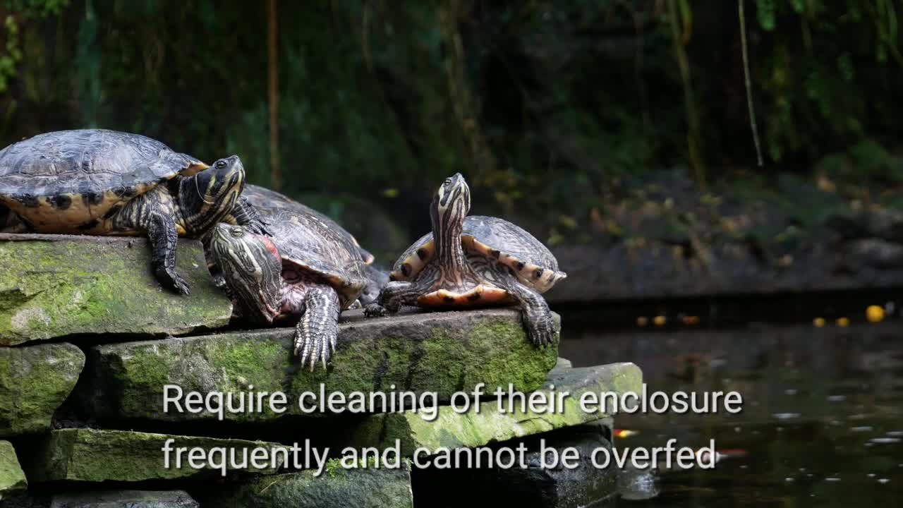 Top 5 Pets in Singapore Surprisingly easy to take care!