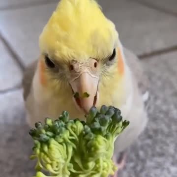 Parrot eating breakfast. Big appetite.