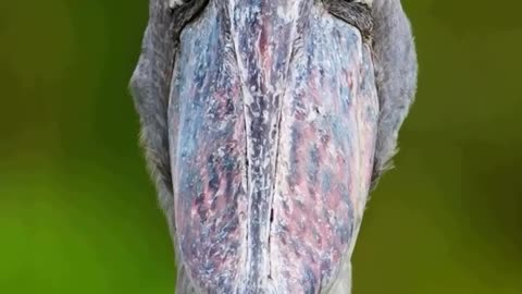 Deep In The MaBamba Swamp Of Uganda~The Shoebill Stork Is 5Ft Tall With An Wingspan Of 8Ft