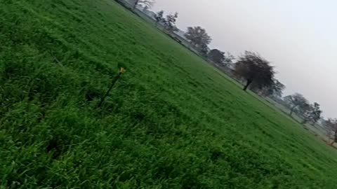 #natural video morning walk