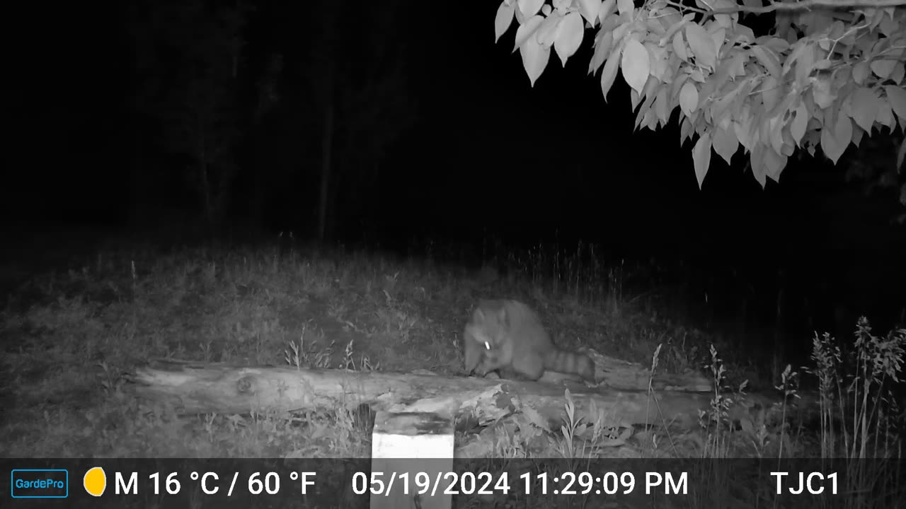 Raccoon, Owl hooting