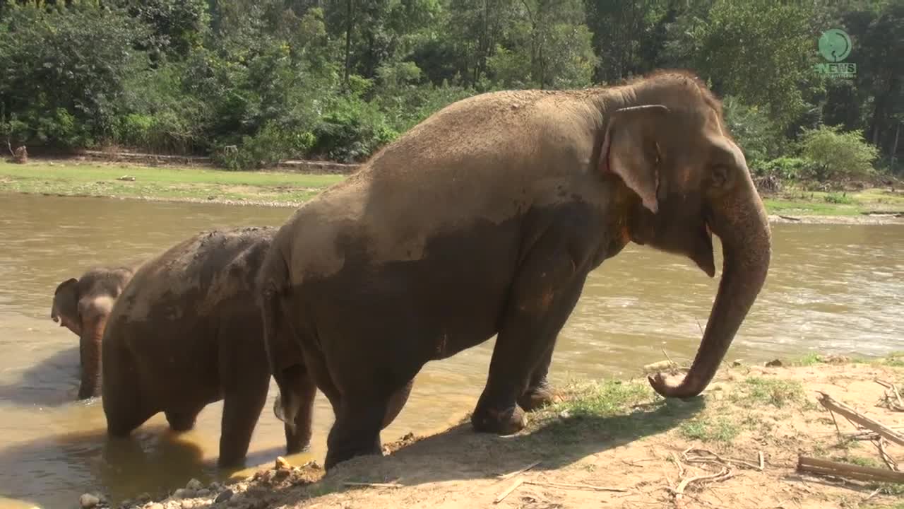 Listen The Notes Of Sweet Freedom Of Three Elephants Enjoying In The River - ElephantNews