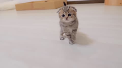 _Go to sleep_ A cute kitten who rebels against his mother and attacks her_ only to get hit back