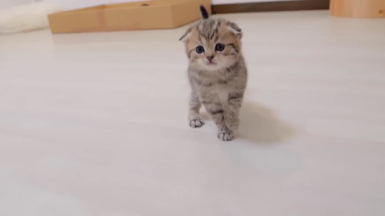 _Go to sleep_ A cute kitten who rebels against his mother and attacks her_ only to get hit back