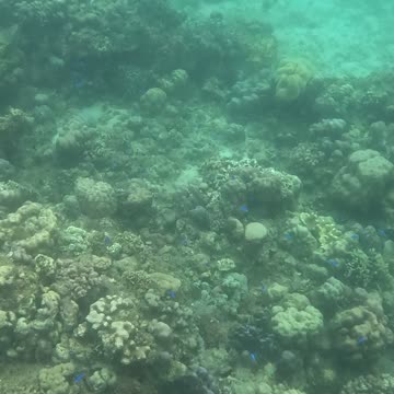 Snorkeling Adventures Philippines. Beautiful new corals are growing on the reef!!