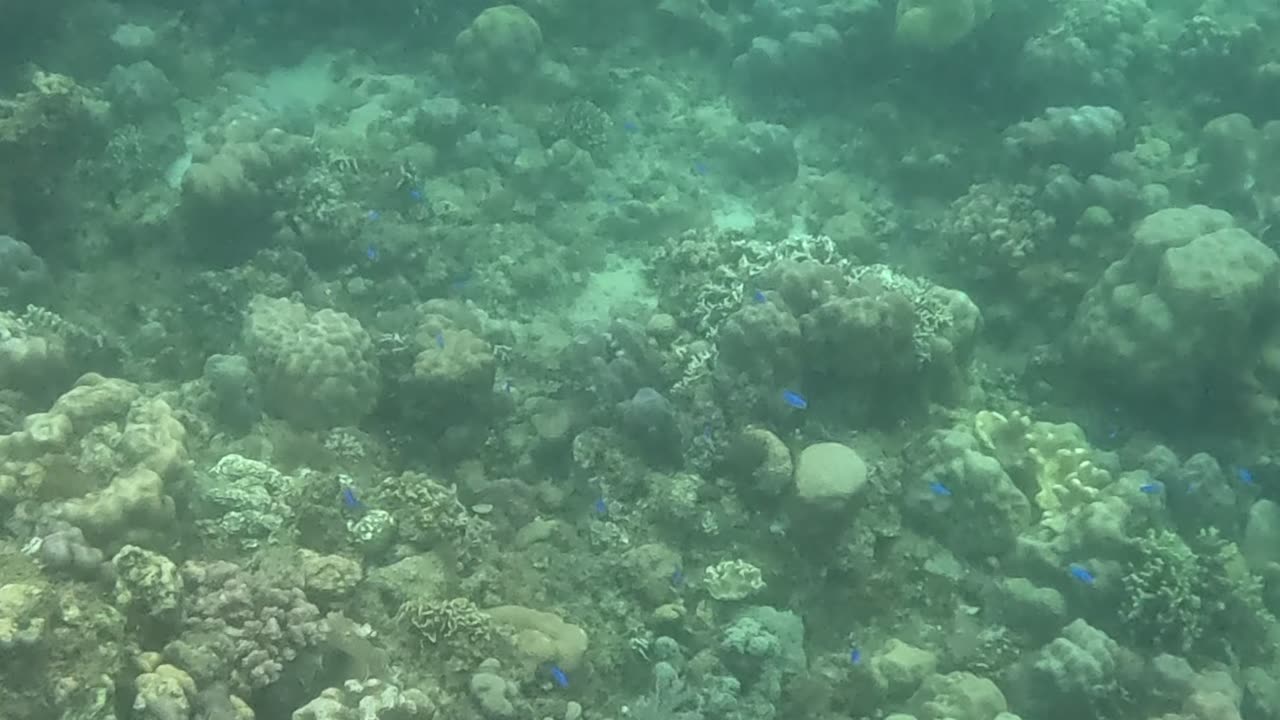 Snorkeling Adventures Philippines. Beautiful new corals are growing on the reef!!