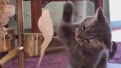 Cat Playing with Parrot