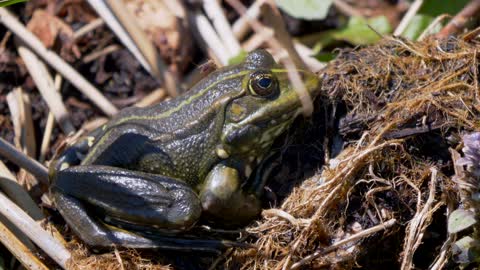 Frog - 85647